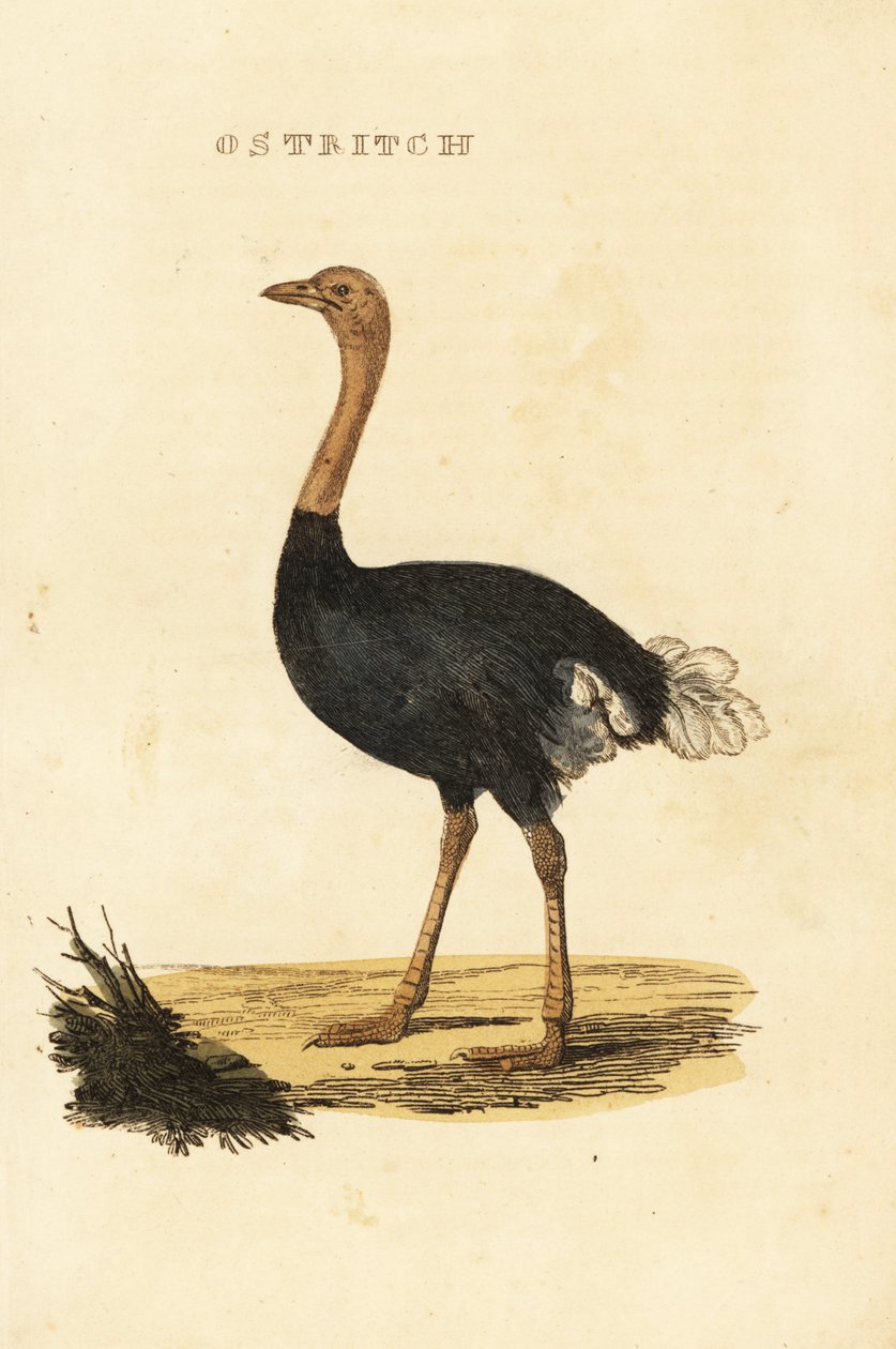 Common ostrich, Struthio camelus by British School