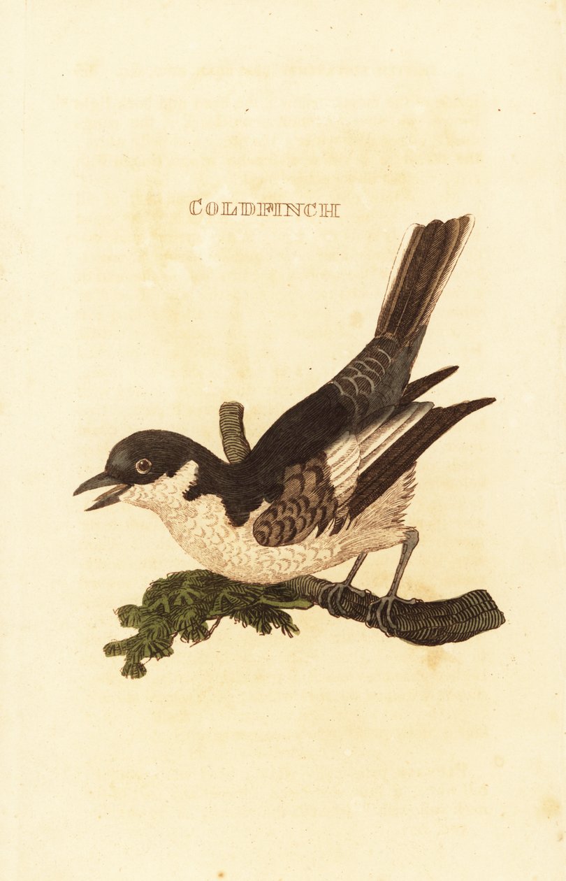White wagtail, Motacilla alba by British School