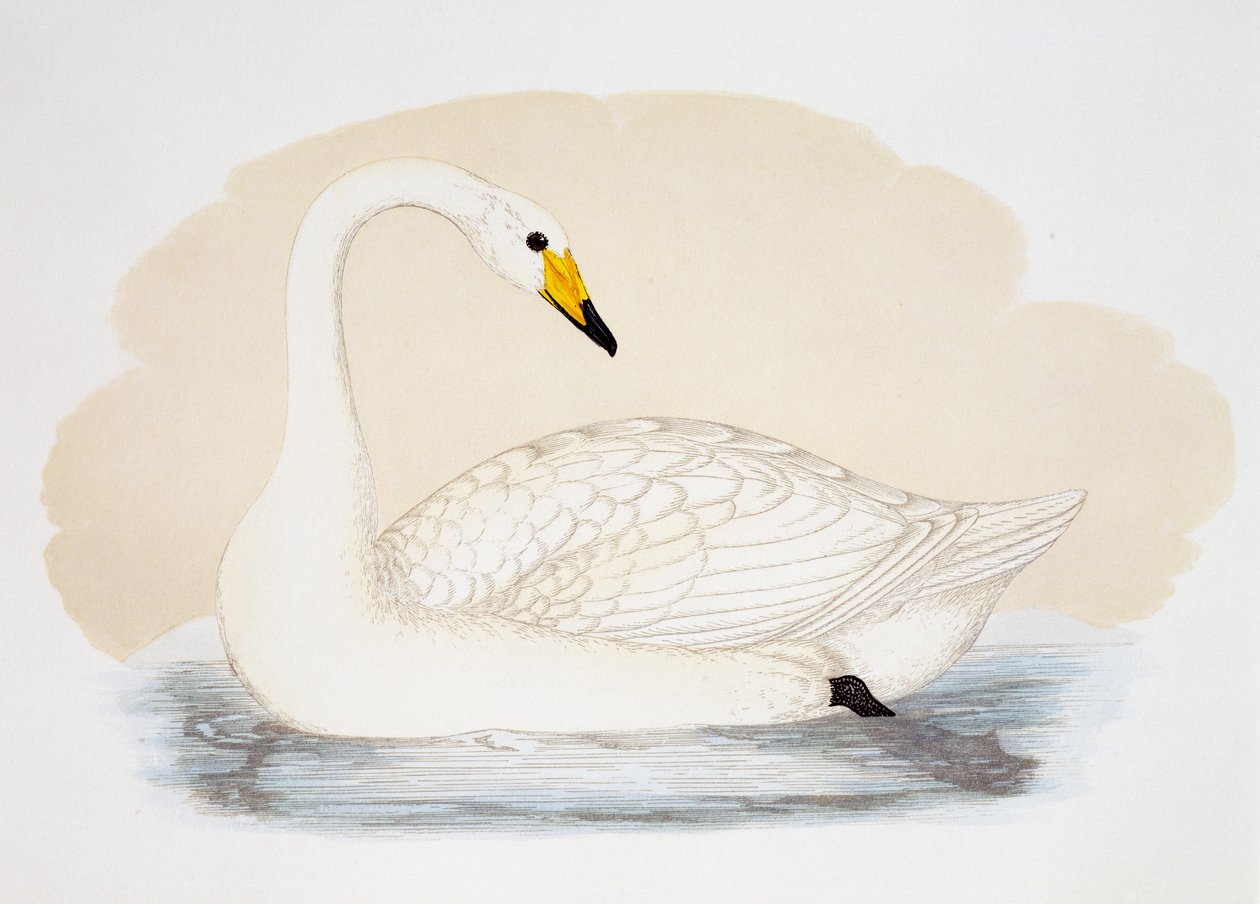 Wild Swan by British School