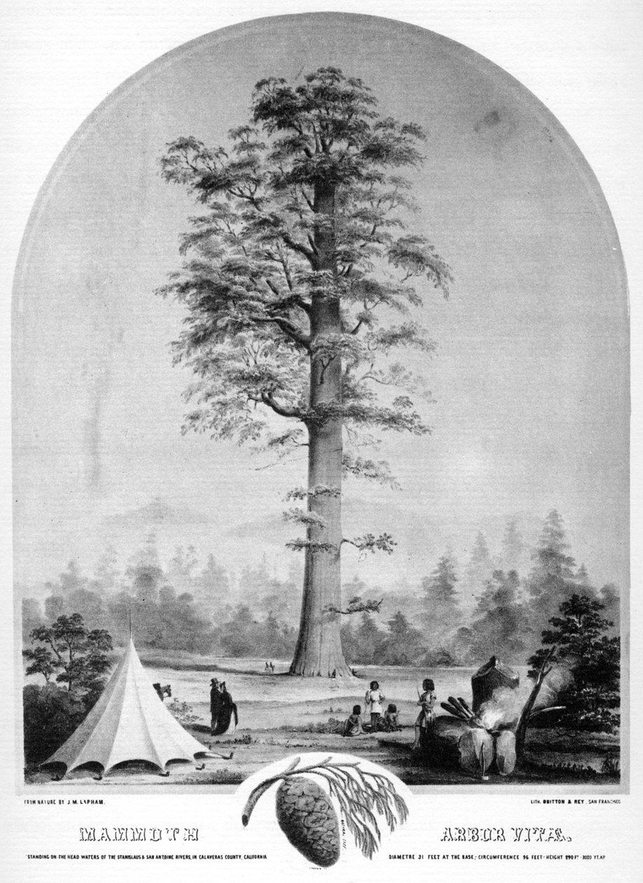 A tall tree, California, USA by Britton and Rey