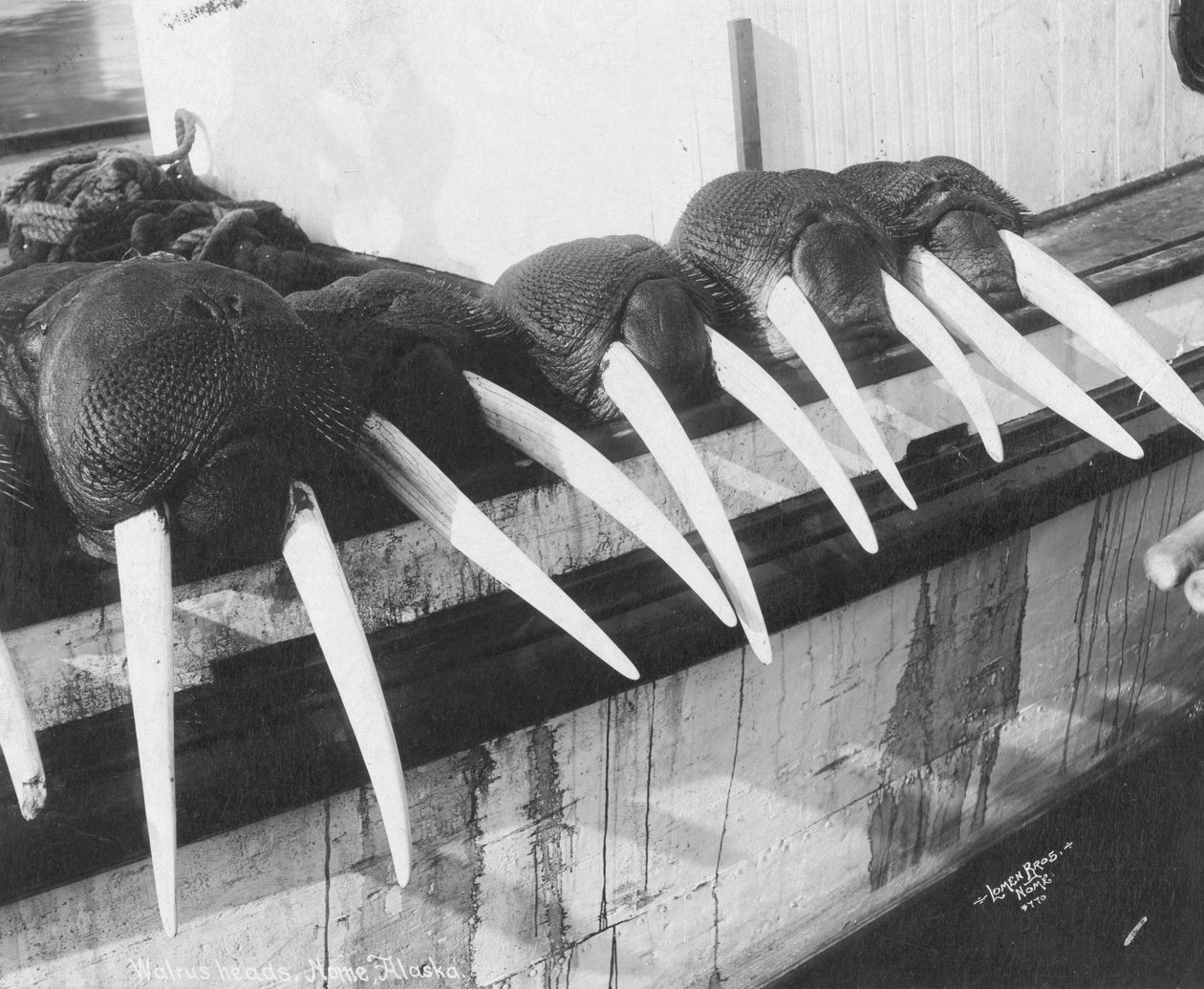 Walrus Tusks, Nome, Alaska by Brothers Lomen