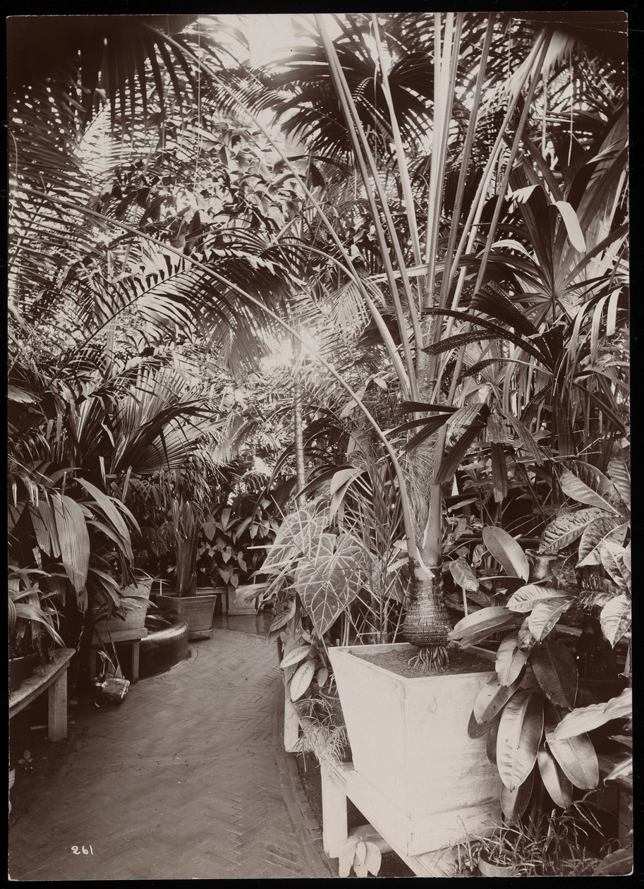 Plants in a Greenhouse at the Helen Gould Estate at Tarrytown, New York by Byron Company