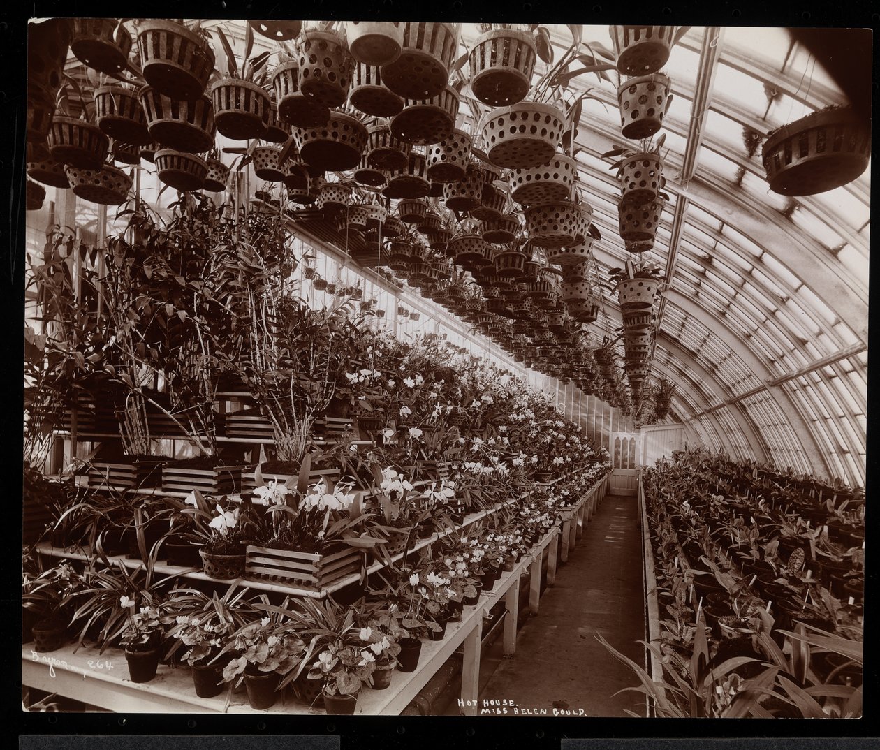 Orchids in a greenhouse at the Helen Gould estate (late Jay Gould residence) at Tarrytown, New York, 1894 by Byron Company