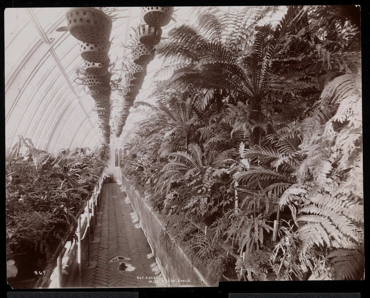 Plants in a Greenhouse at the Helen Gould Estate at Tarrytown, New York, 1894 by Byron Company