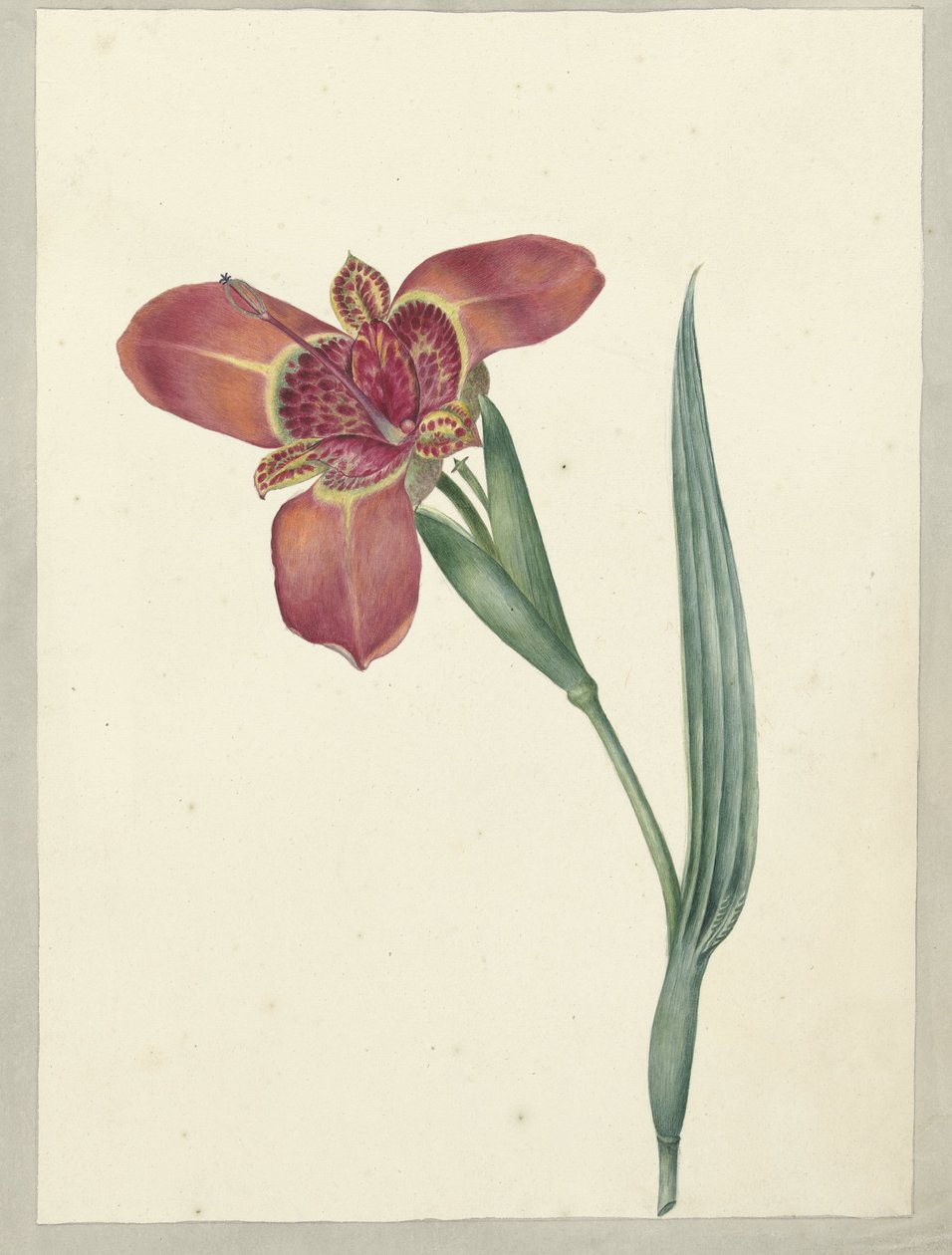 Bloem met de naam Ferraria Tigrina by C.J. Kruimel