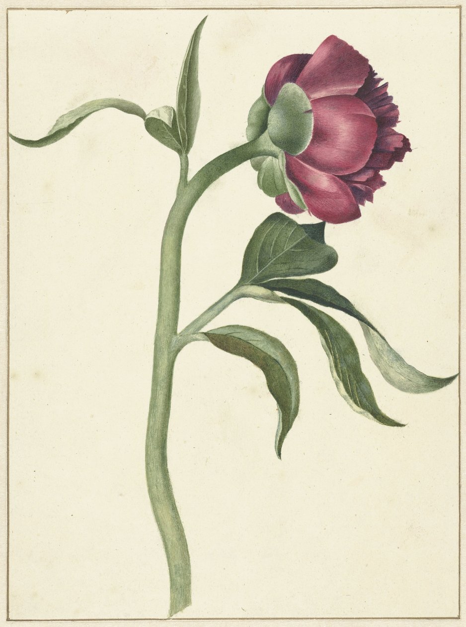 Peony Flower by C.J. Kruimel