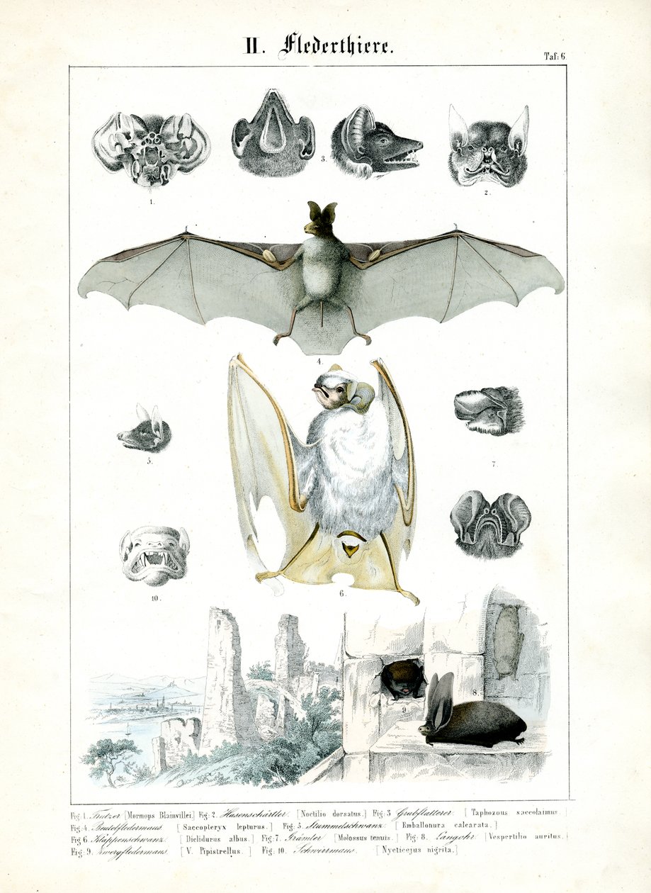 Bats and Their Anatomy by C. Roth: Premium art reproduction
