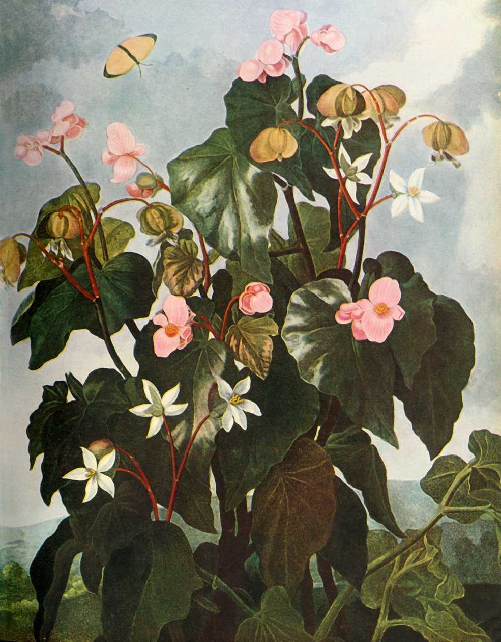Oblique-leaved Begonia by Caldwell