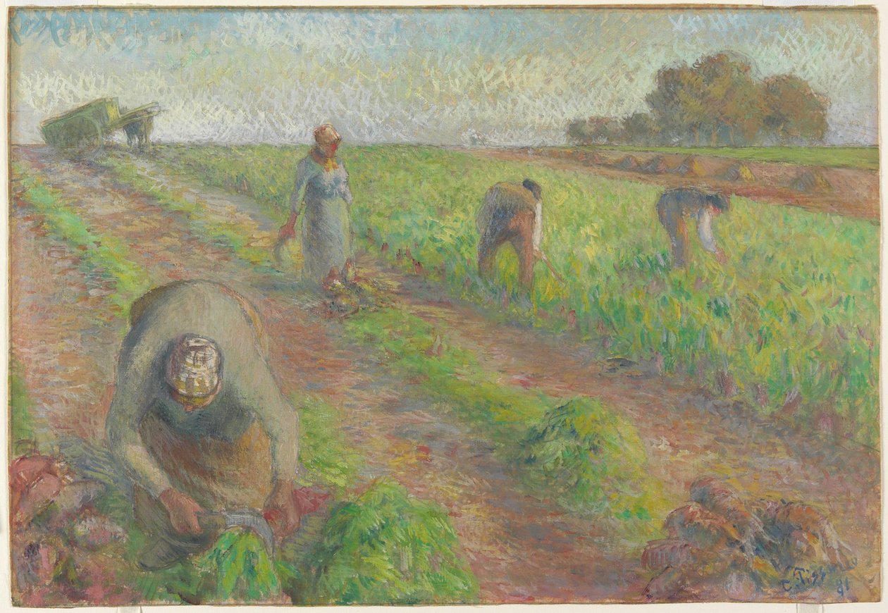 The Beet Harvest (La Récolte des Betteraves), 1881 by Camille Jacob Pissarro