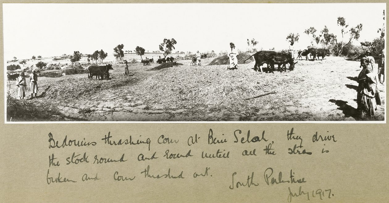 Bedouins Threshing Corn at Beni Saleh by Capt. Arthur Rhodes