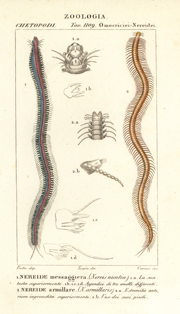Bar-toothed nereid and nereid by Carini Carini