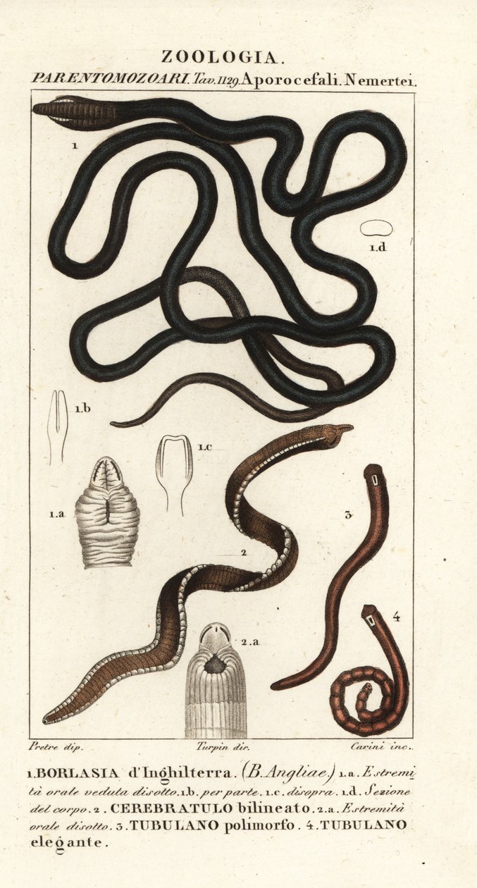 Bootlace Worm, Lineus longissimus 1, Borlasia angliae 1, Proboscis Worm, Cerebratulus bilineatus 2, Cerebratulus bilineatus 2, Ribbon Worm, Tubulanus polimorphus 3, Tubulanus elegans 4 by Carini Carini