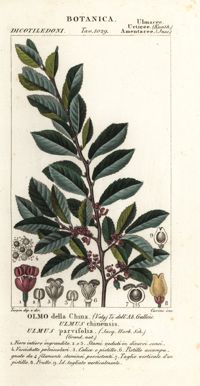 Chinese Elm or Lacebark Elm, Ulmus parvifolia, Ulmus chinensis, Olmo della China by Carini Carini