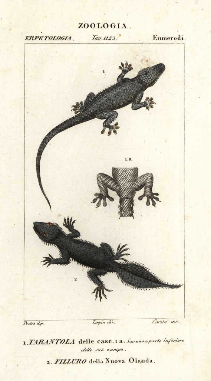 House Gecko, Hemidactylus frenatus 1, and Broad-tailed Gecko, Phyllurus platurus 2 by Carini Carini