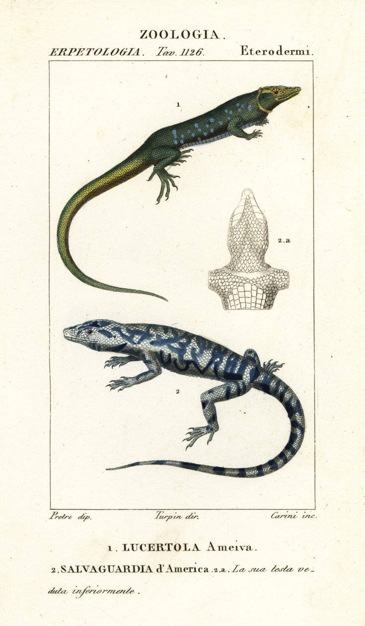 Jungle-runner, Ameiva ameiva, and golden tegu, Tupinambis teguixin by Carini Carini