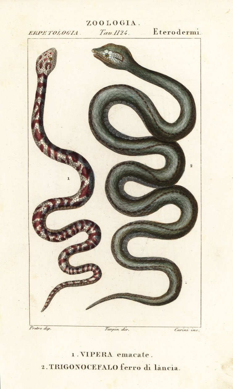 Ring-necked Spitting Cobra, Hemachatus haemachatus 1, and Martinique Lancehead, Bothrops lanceolatus 2 by Carini Carini