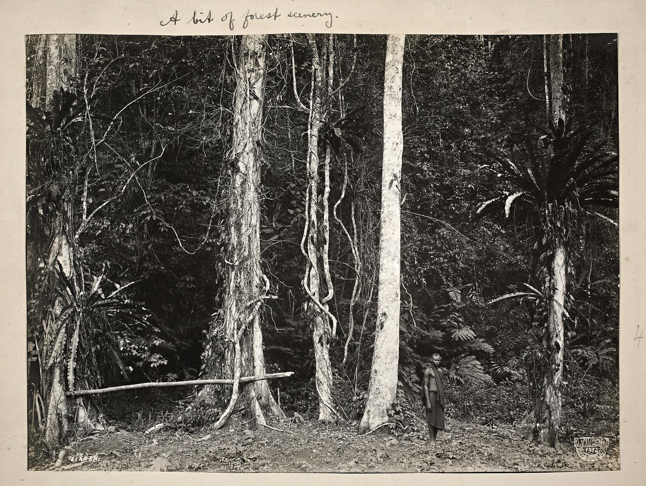 Lianen, or climbing plants, 1904 by Carl Vincenti