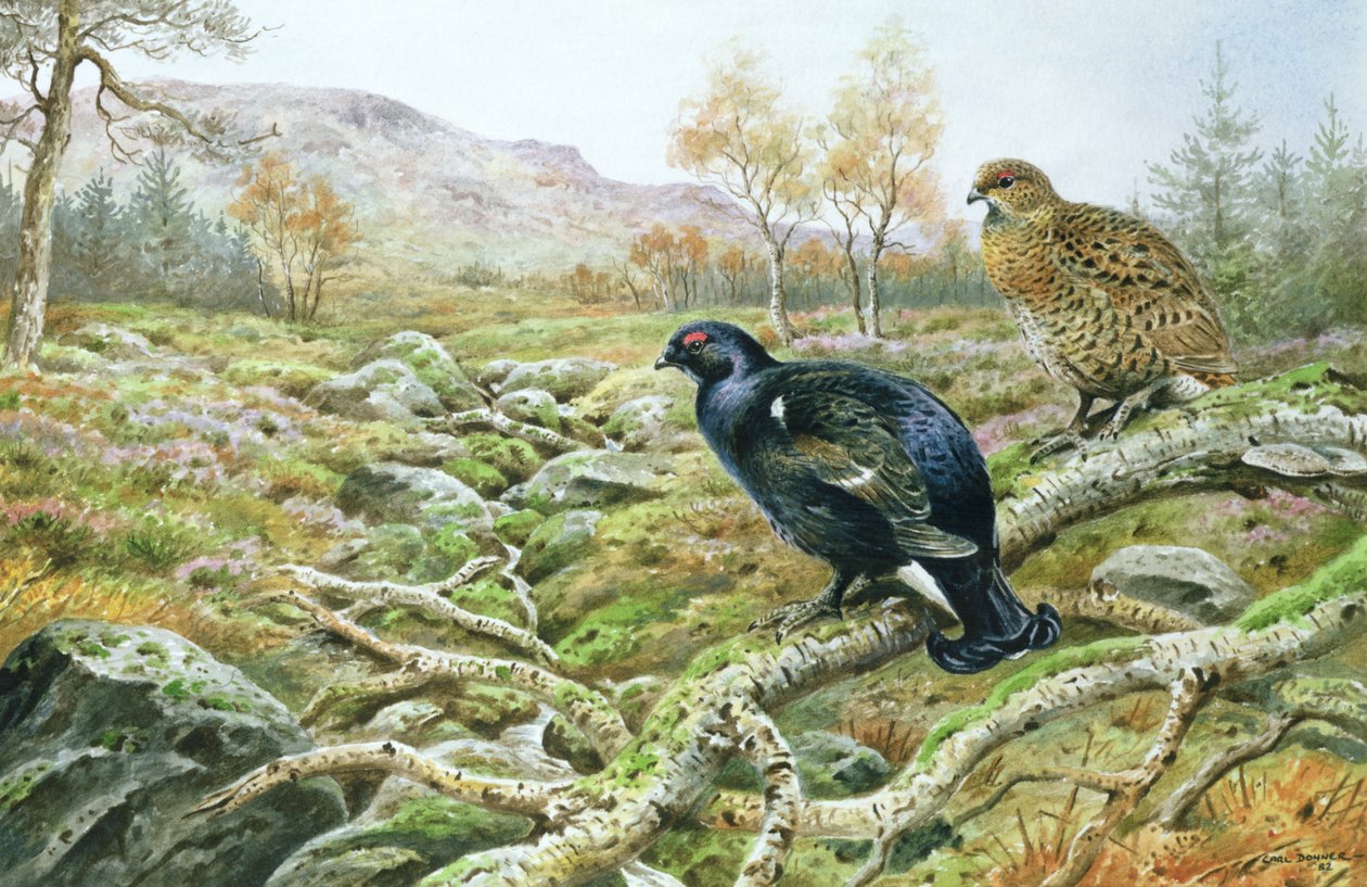 Black Grouse on a Moor by Carl Donner