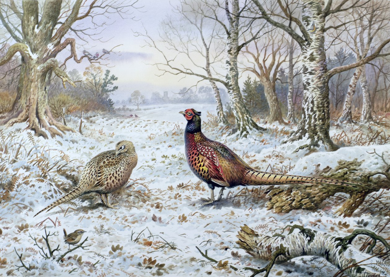 Pair of Pheasants with a Wren by Carl Donner