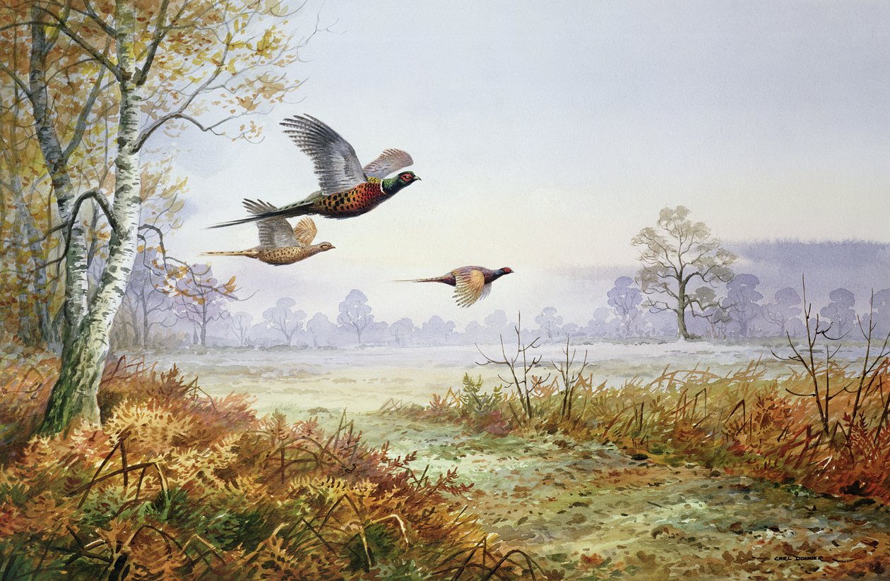 Pheasants in Flight by Carl Donner