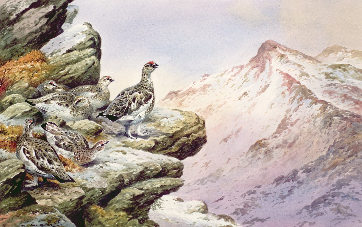 Ptarmigan on the High Tops by Carl Donner