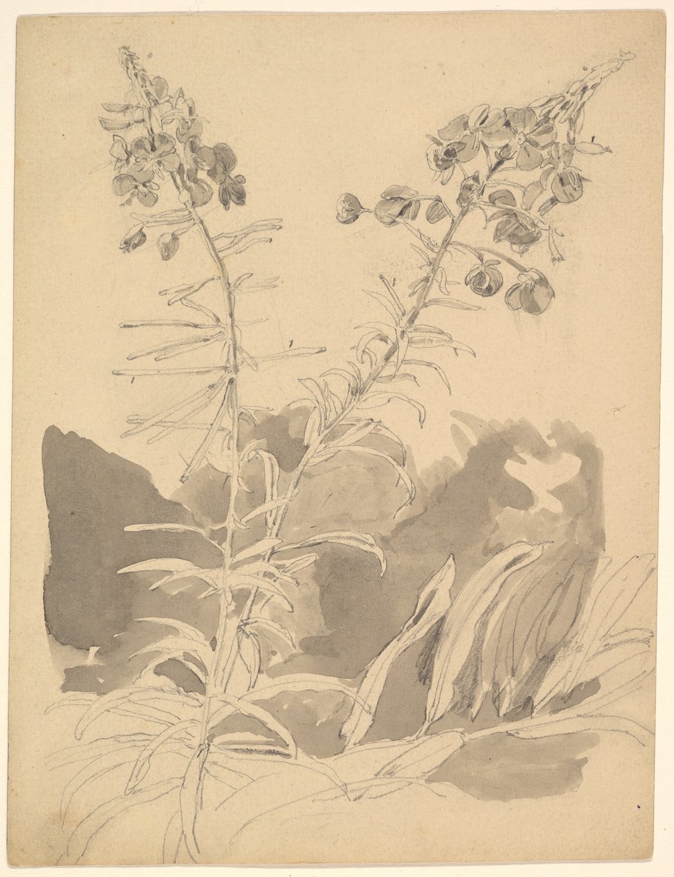 Study of a Willowherb / Study of Two Cows by Carl Gustav Carus