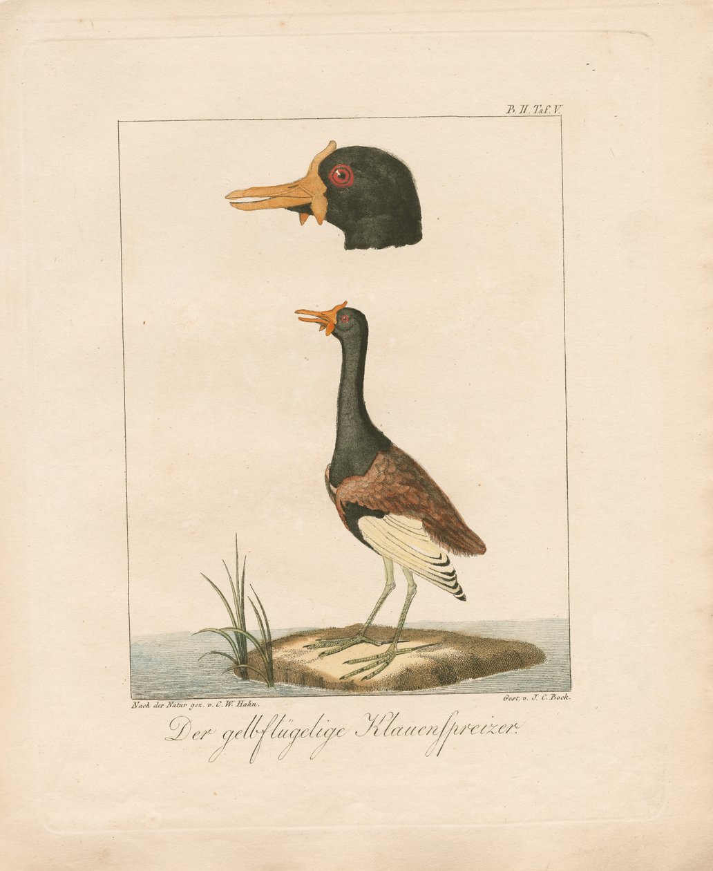 The Yellow-Winged Jacana by Carl Wilhelm Hahn