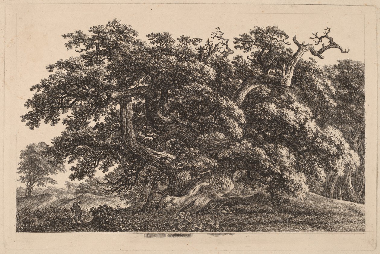A Widely Expanding Oak Tree by Carl Wilhelm Kolbe