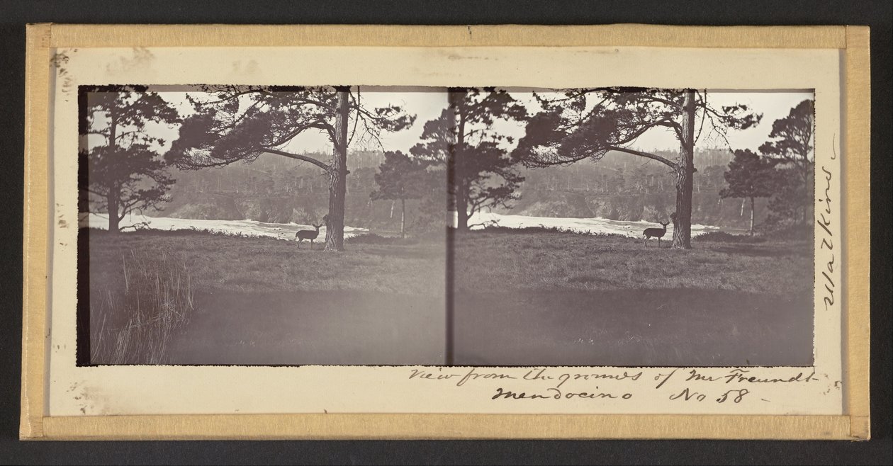 View from the Grounds of Mr. Freundt, Mendocino by Carleton E. Watkins