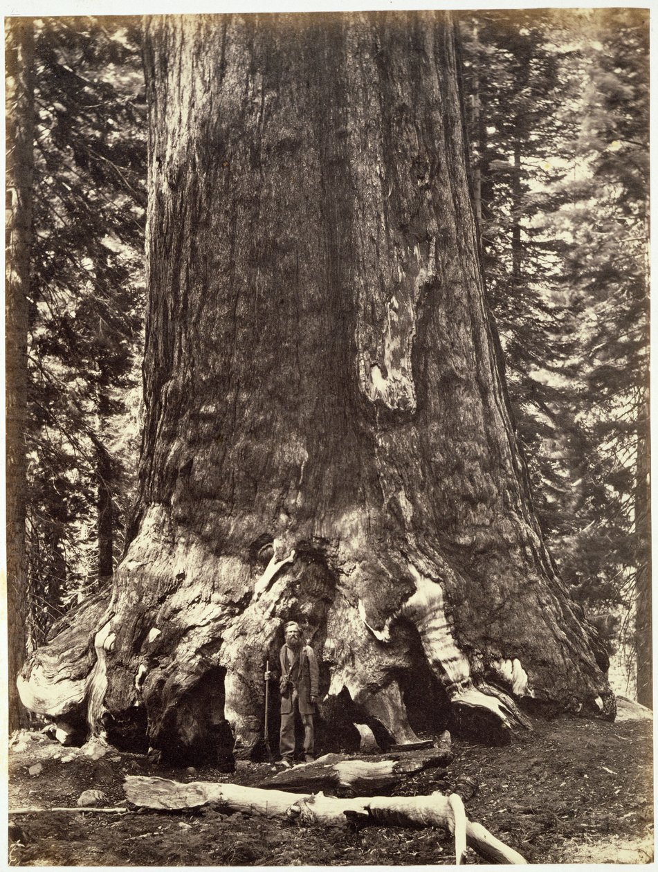 Base of the Grizzly Giant, from The Yosemite Book: A Description of the Yosemite Valley and the Adjacent Region of the Sierra Nevada, and of the Big Trees of California by Carleton E. Watkins