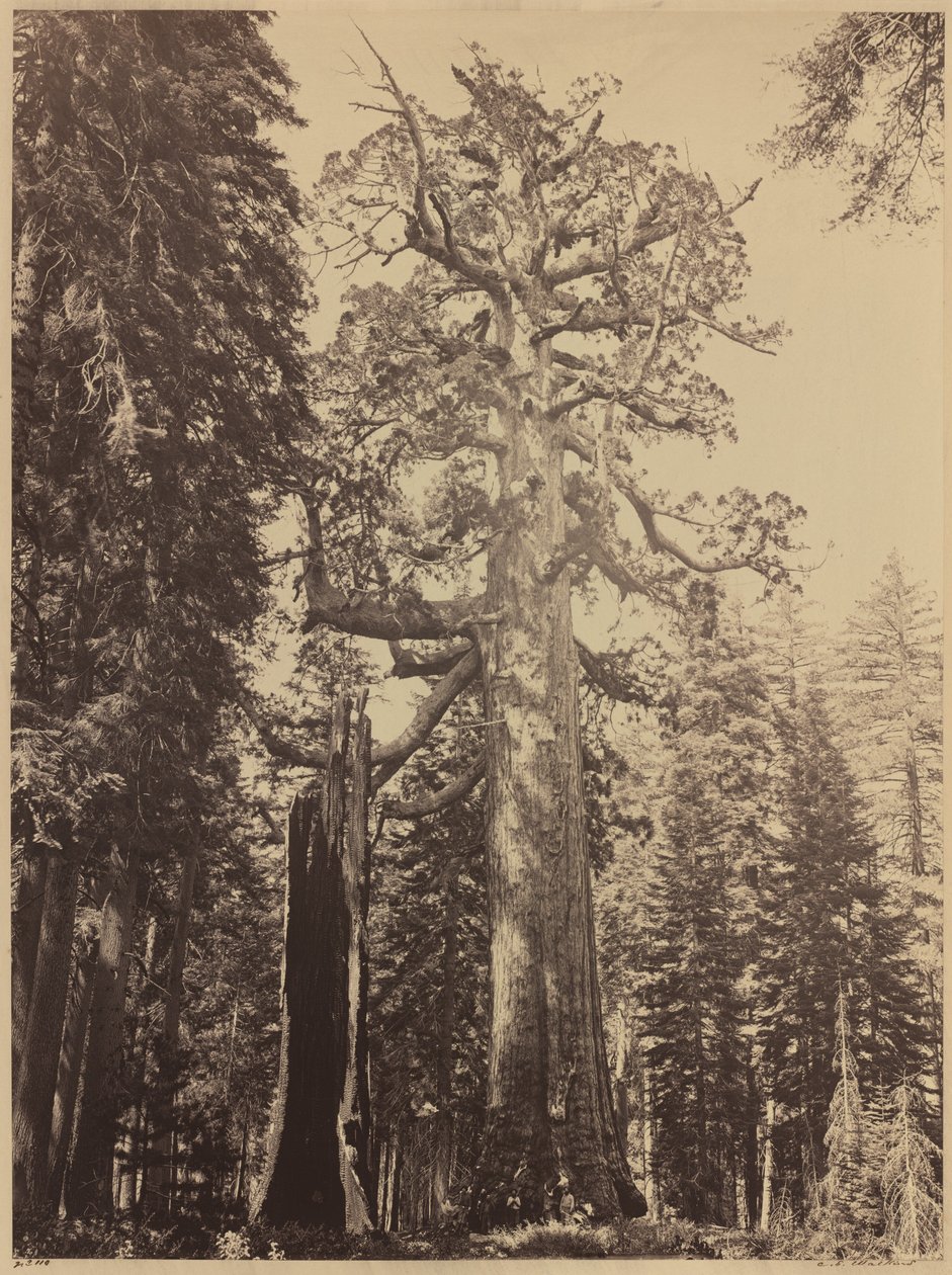 Grizzly Giant, Mariposa Grove by Carleton E. Watkins