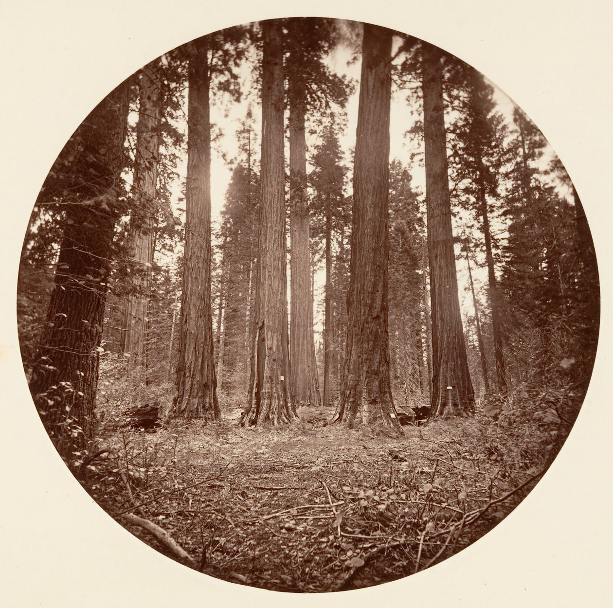 James King of William, Keyston State etc. Calaveras Grove, ca. 1878 by Carleton Emmons Watkins