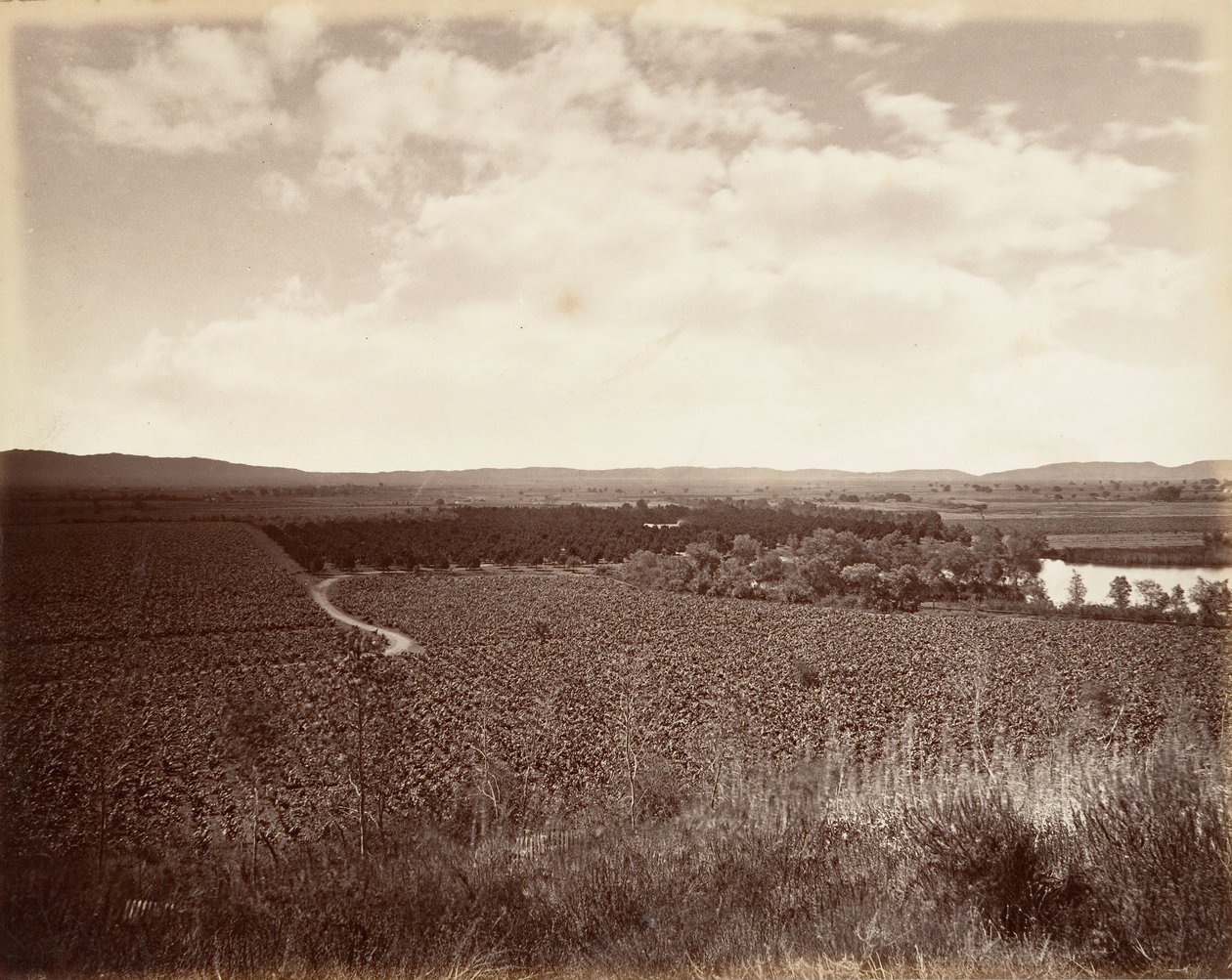 Lake Vineyard and Orange Grove, Los Angeles, 1876, Printed ca. 1876 by Carleton Emmons Watkins