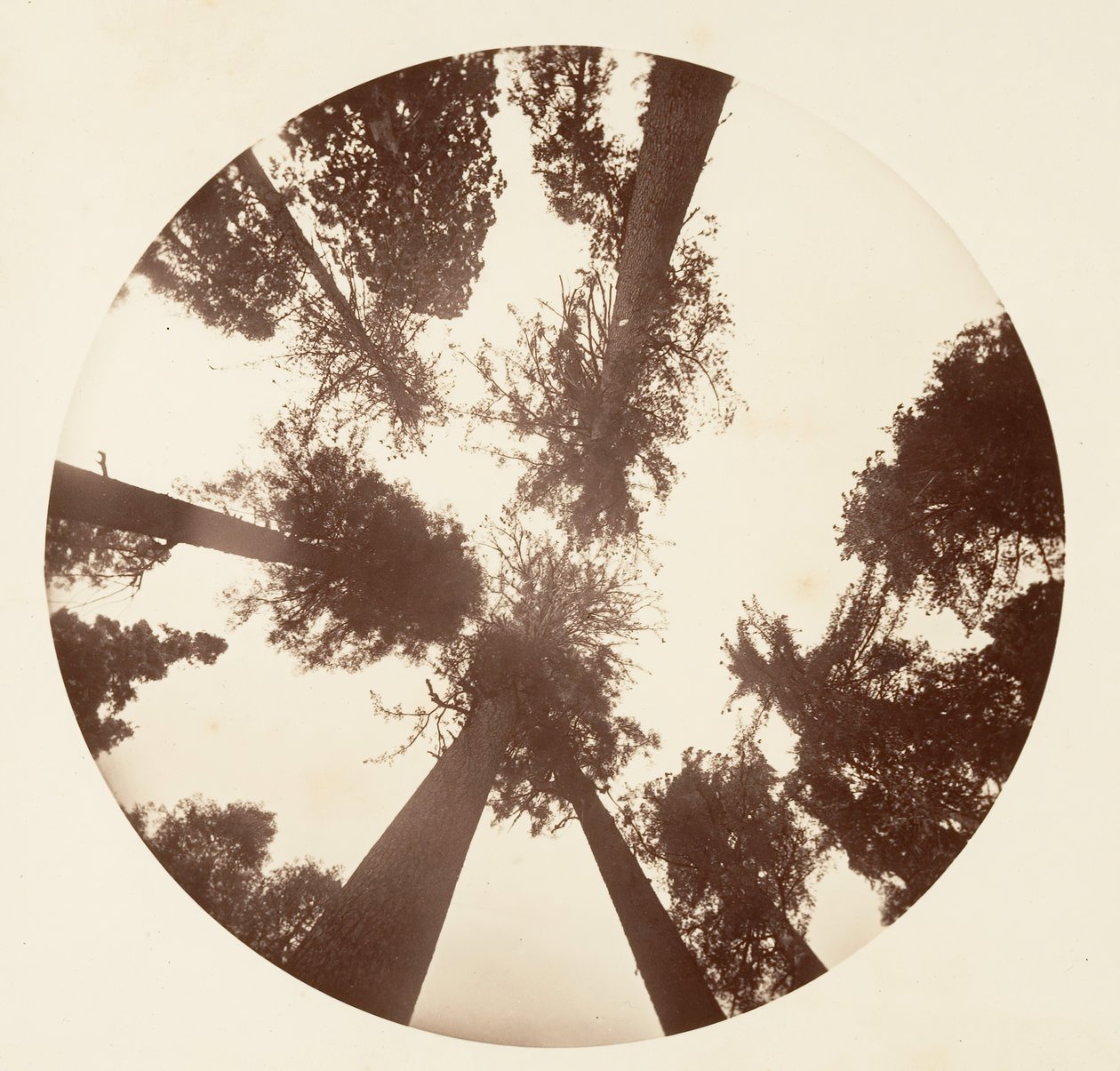 Looking up Among the Sugar Pines - Calaveras Grove, ca. 1878 by Carleton Emmons Watkins