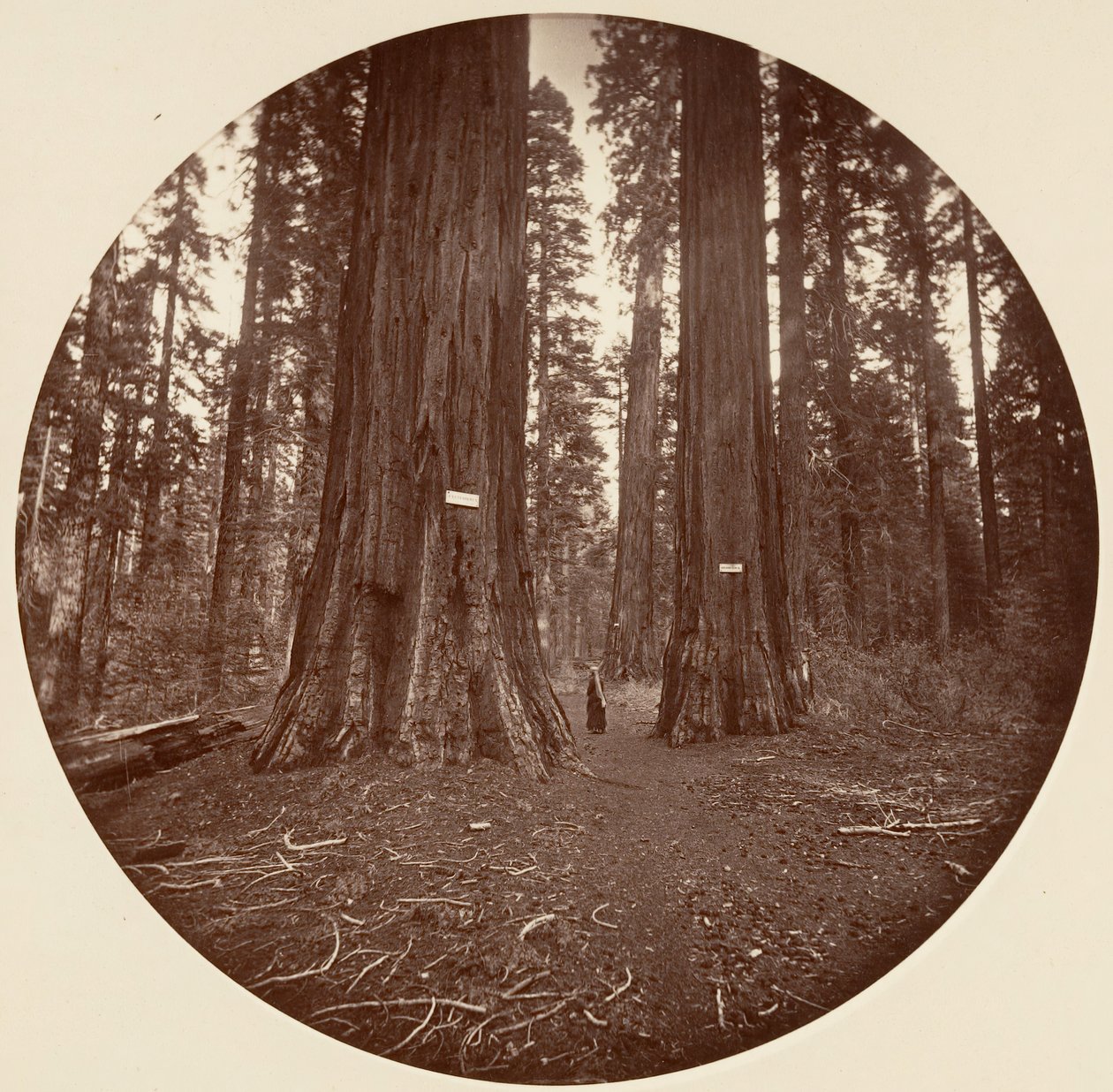 None, ca. 1878 by Carleton Emmons Watkins