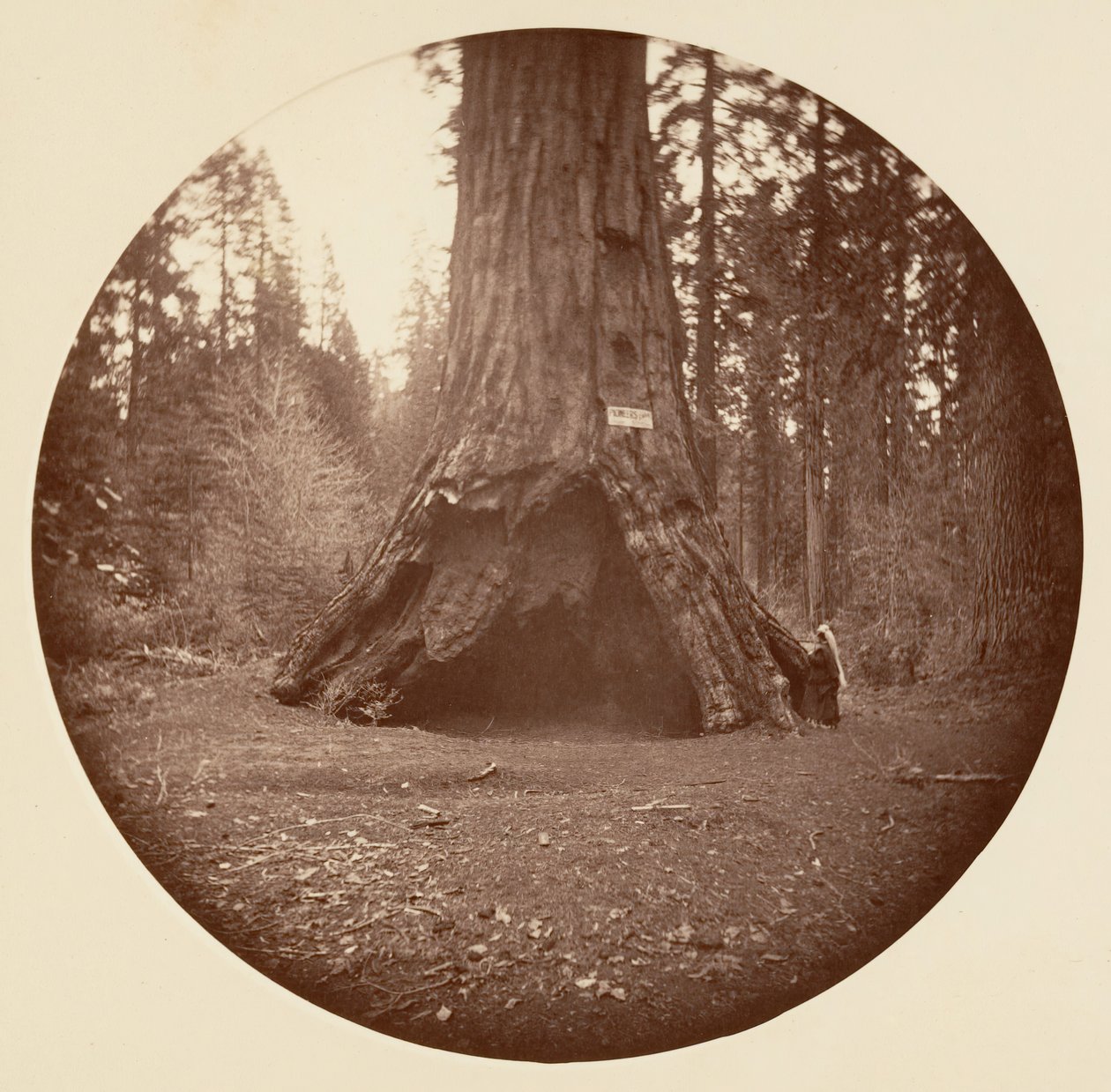 Pioneers Cabin - Calaveras Grove, ca. 1878 by Carleton Emmons Watkins