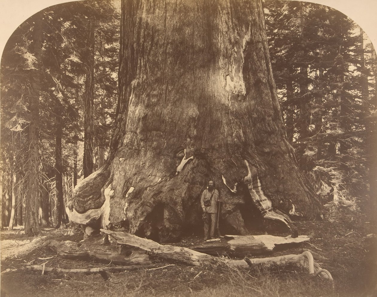 Section of Grisly Giant, Mariposa Grove, 1861 by Carleton Emmons Watkins