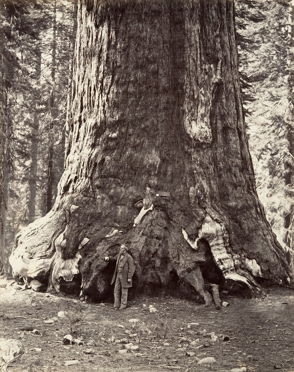 Section of the Grizzly Giant, 101 feet circumference by Carleton Emmons Watkins
