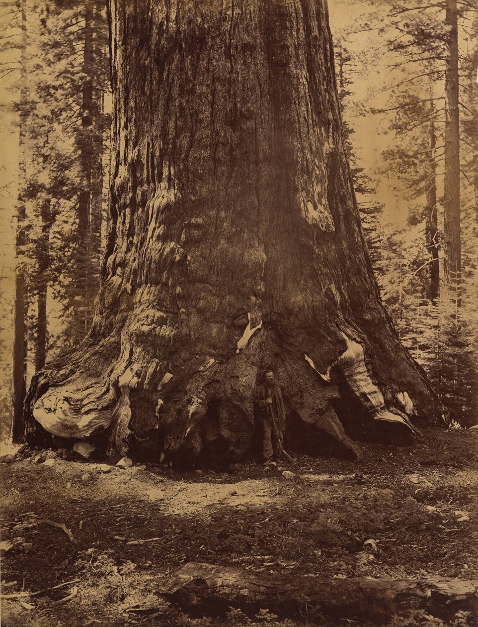 Section of the Grizzly Giant with Galen Clark, Mariposa Grove, Yosemite, 1865-66 by Carleton Emmons Watkins