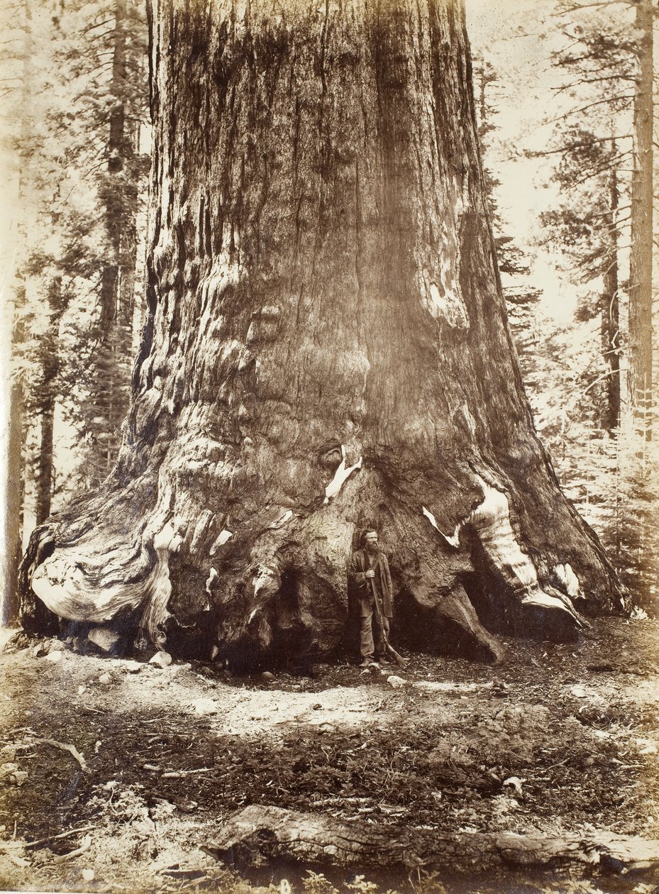Section of the Grizzly Giant with Galen Clark, Mariposa Grove, Yosemite by Carleton E. Watkins