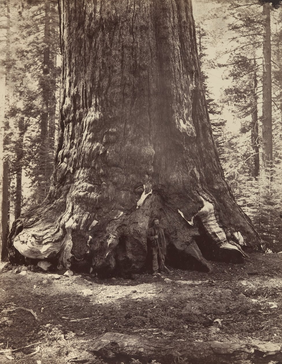 Section of the Grizzly Giant with Galen Clark, Mariposa Grove, Yosemite, 1865-66, Printed ca. 1876 by Carleton Emmons Watkins