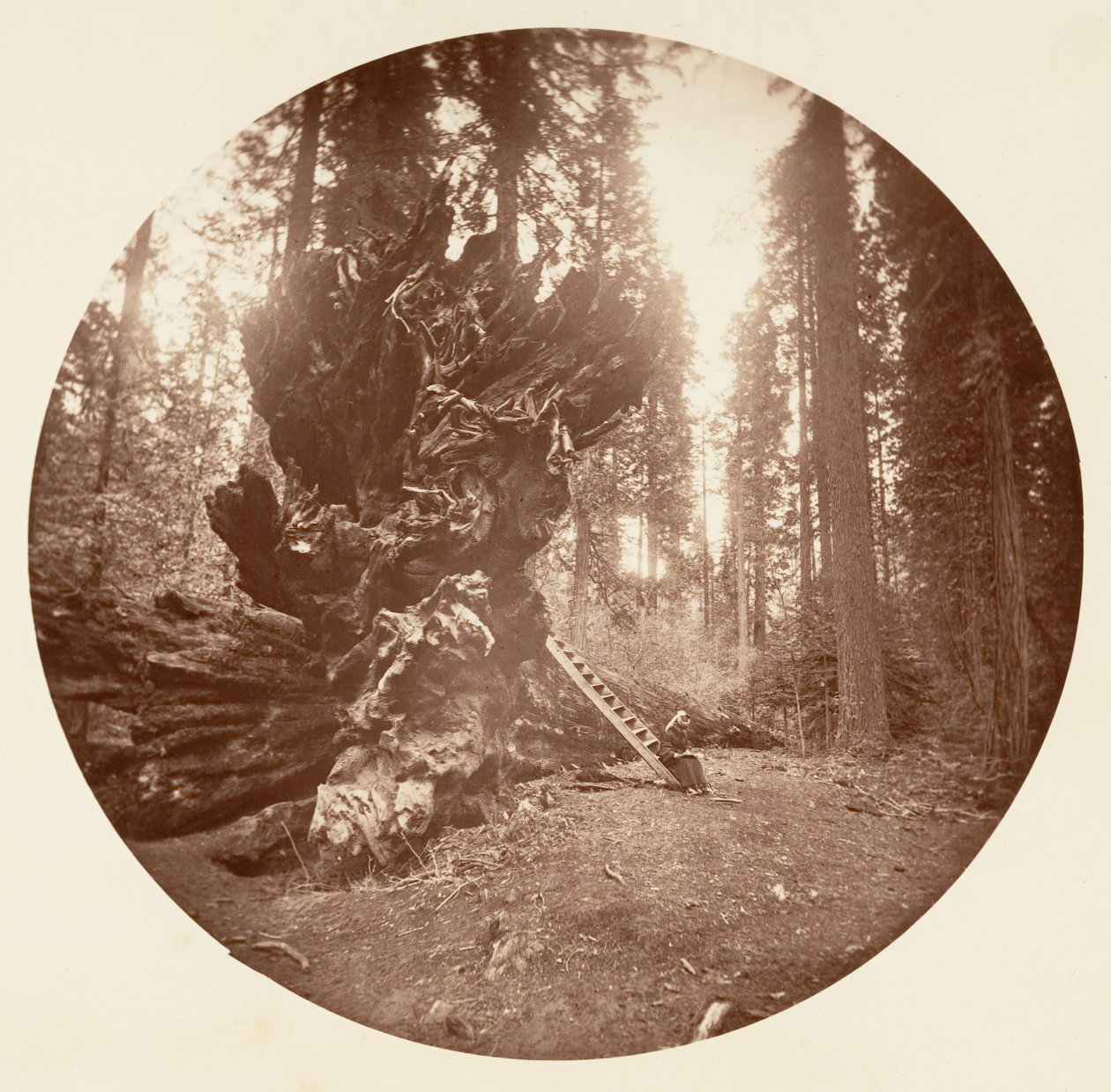 The Father of the Forest - The Horse Back Side, Calaveras Grove by Carleton Emmons Watkins