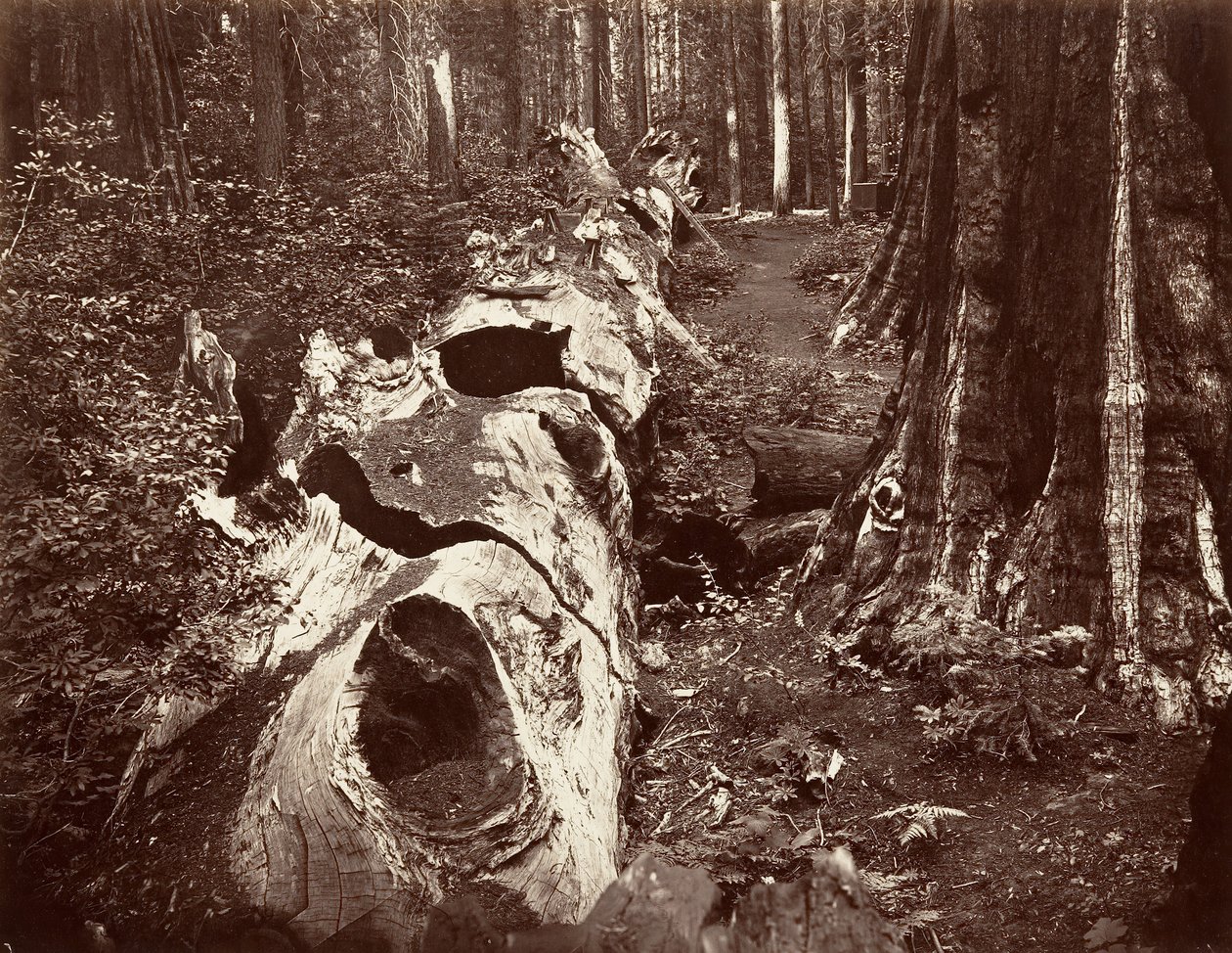 The Father of the Forest, 112 Feet Circumference, Calaveras Grove, 1865-66, Printed ca. 1876 by Carleton Emmons Watkins