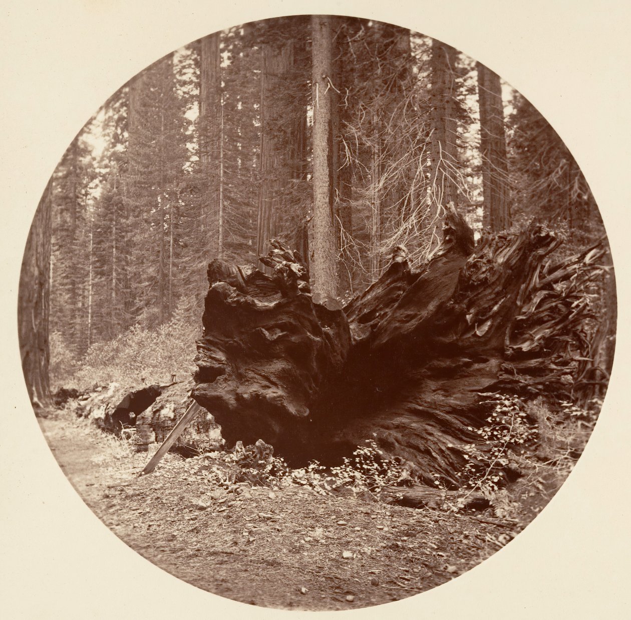 The Father of the Forest by Carleton Emmons Watkins