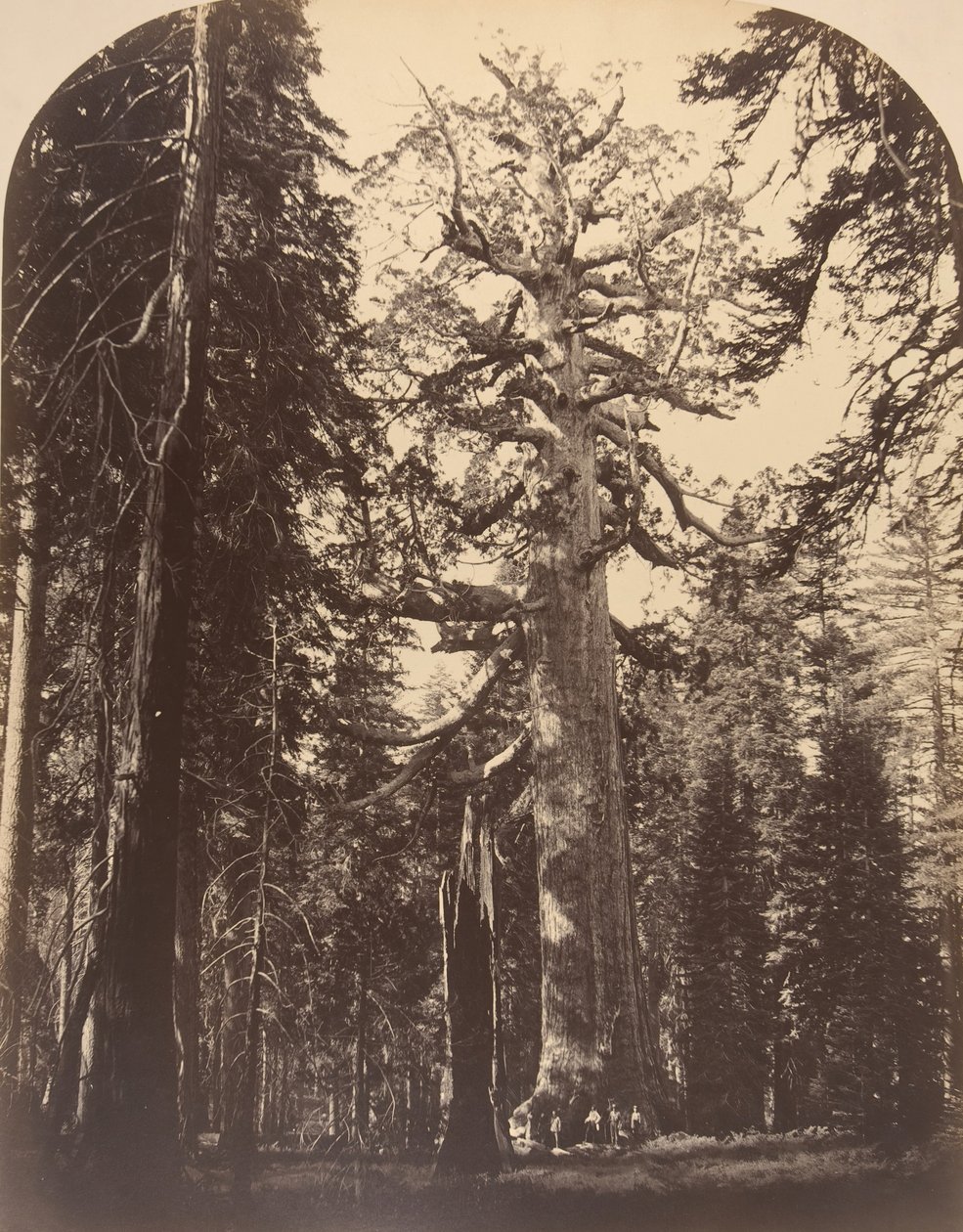 The Grisly Giant, Mariposa Grove, Yosemite by Carleton Emmons Watkins