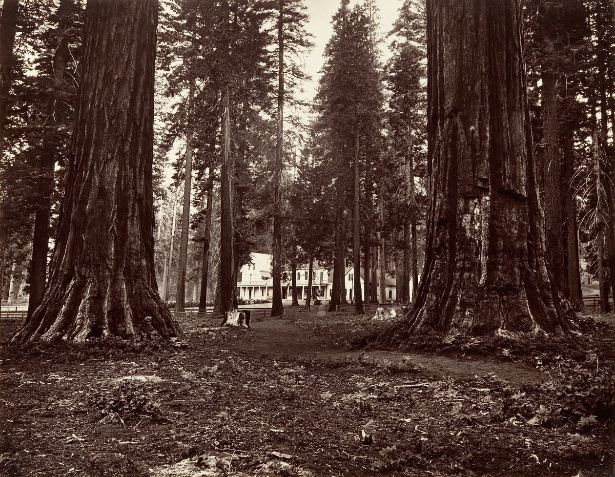 The Hotel from Mammoth Grove, ca. 1872, printed ca. 1876 by Carleton Emmons Watkins