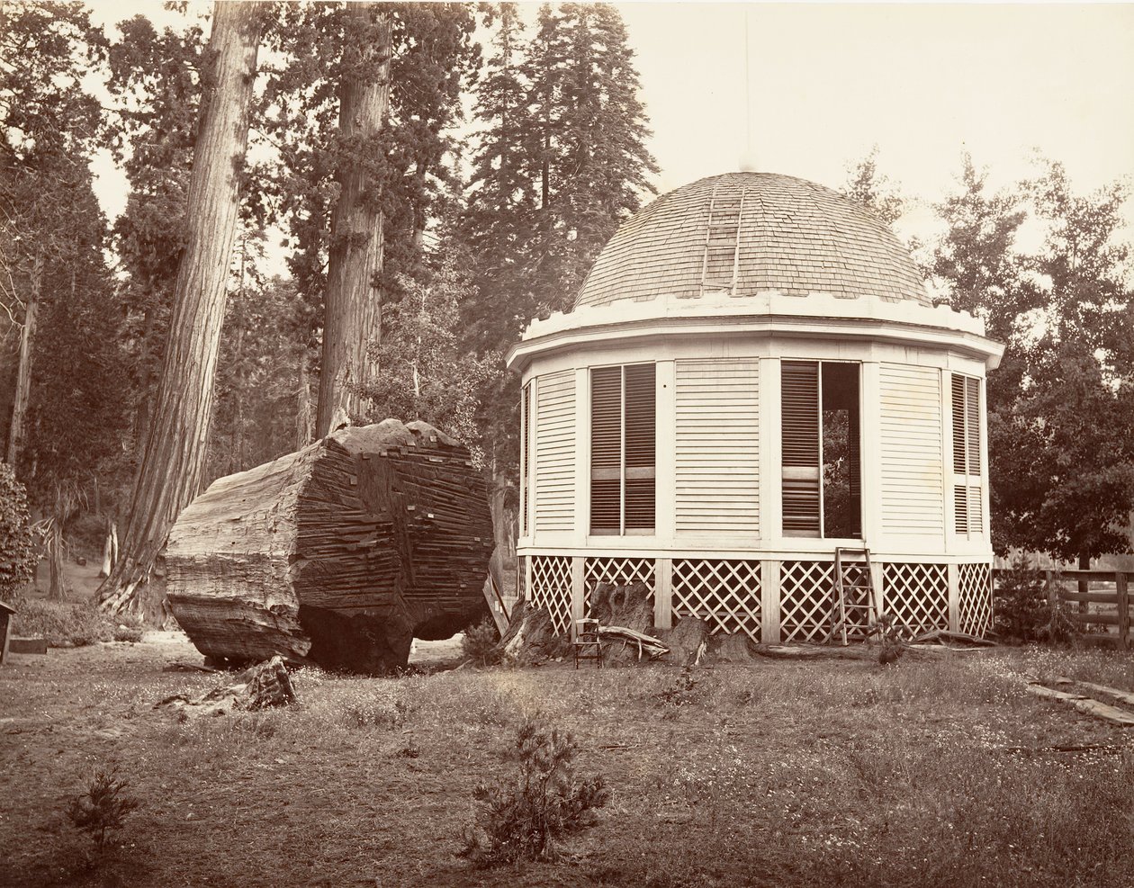 The House Built Over the Stump of a Big Tree, 1865-66, Printed ca. 1876 by Carleton Emmons Watkins