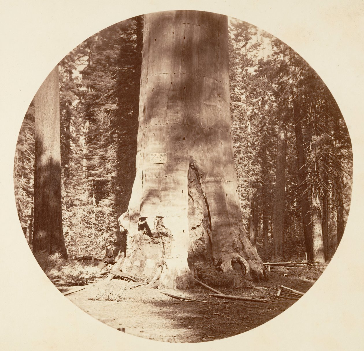 The Mother of the Forest - Calaveras Grove, ca. 1878 by Carleton Emmons Watkins