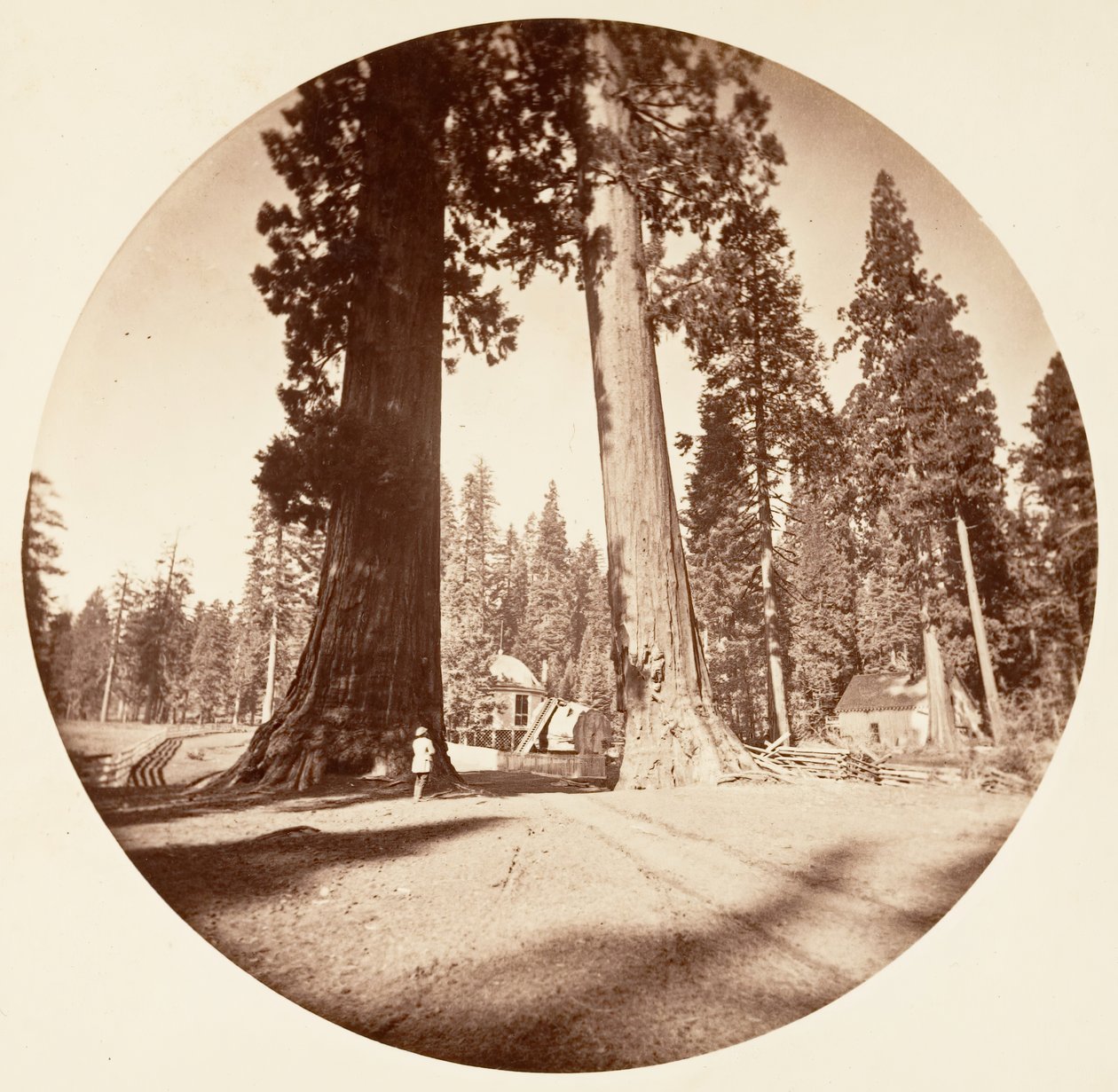 The Sentinels - Calaveras Grove, ca. 1878 by Carleton Emmons Watkins