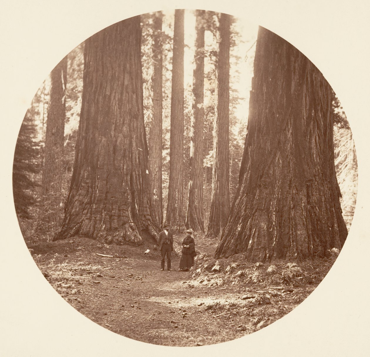 The Three Graces Seen Through the Bryant and Seward Calaveras Grove by Carleton Emmons Watkins
